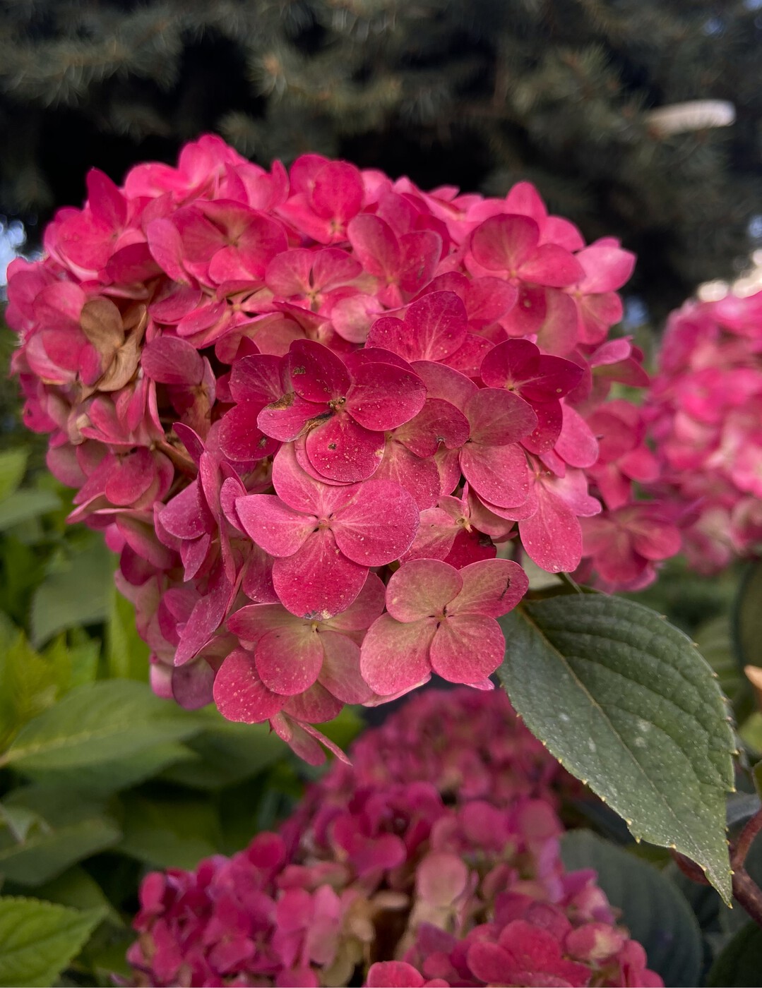 Гортензия метельчатая в ассортименте