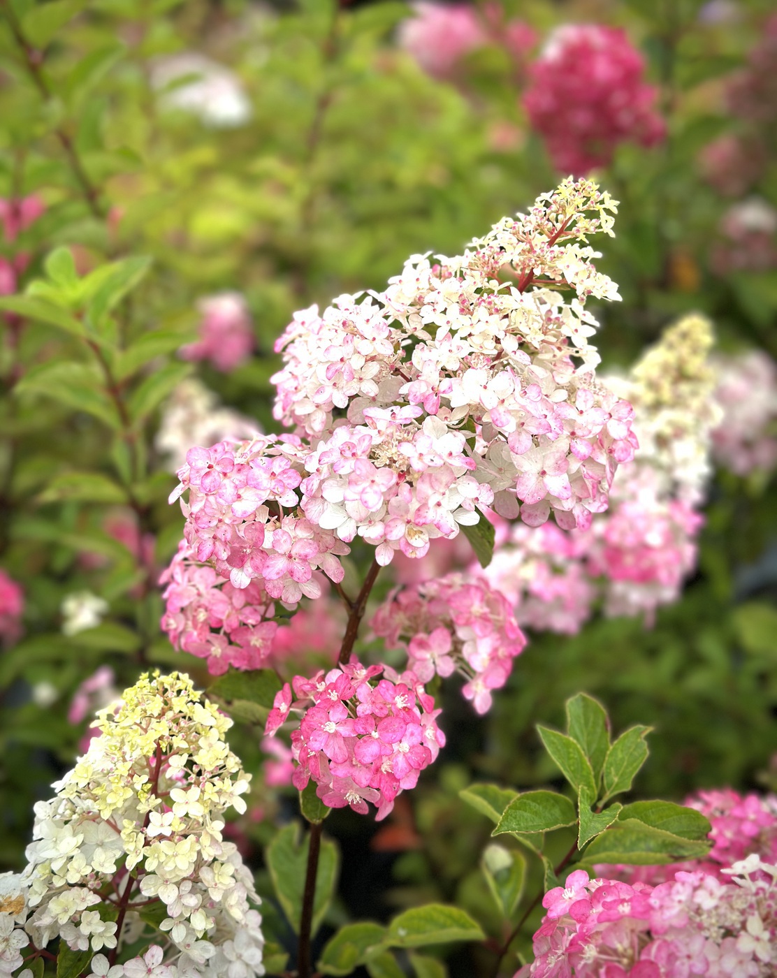 Фрайз Мельба