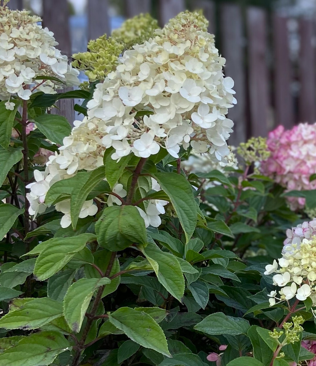 Строберри Блоссом