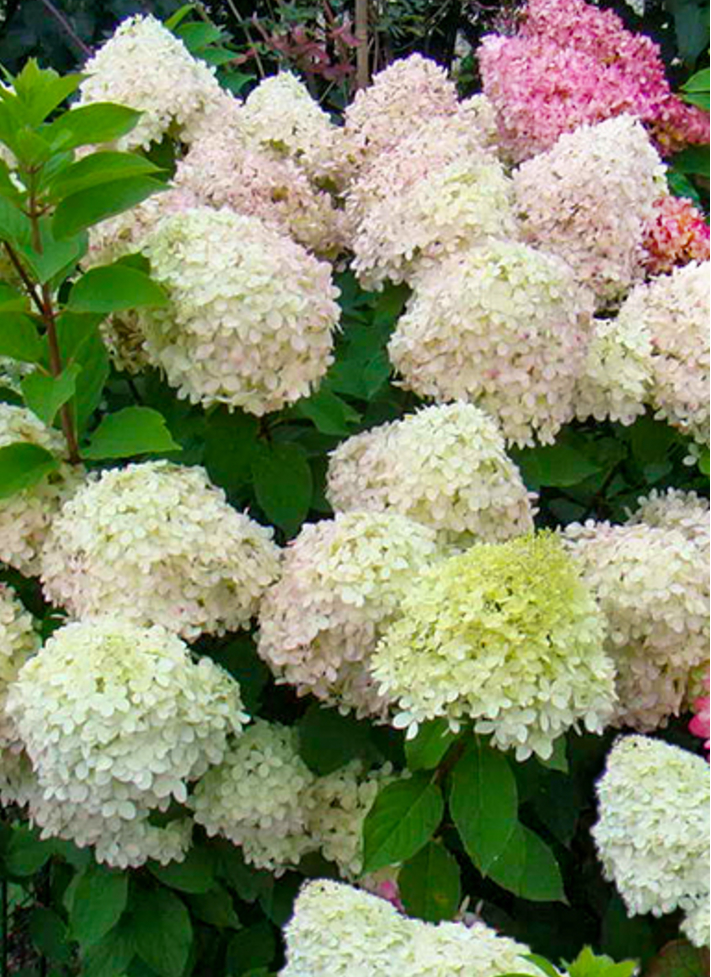 Диамантино