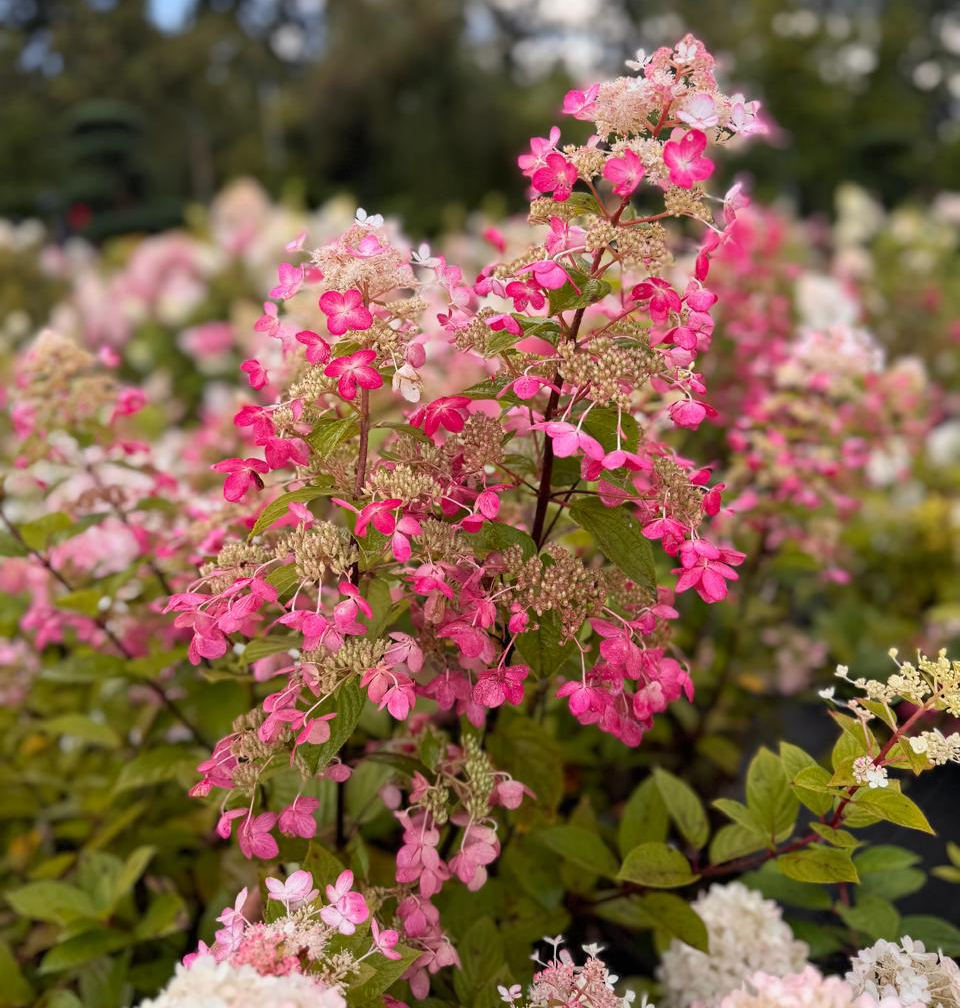 Энджелс Блаш