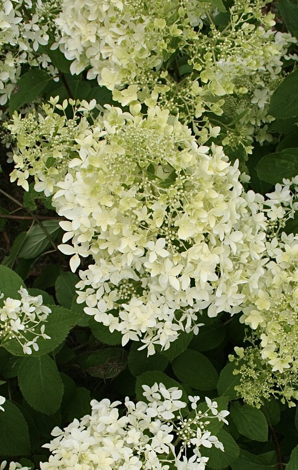 Дентель де Горрон