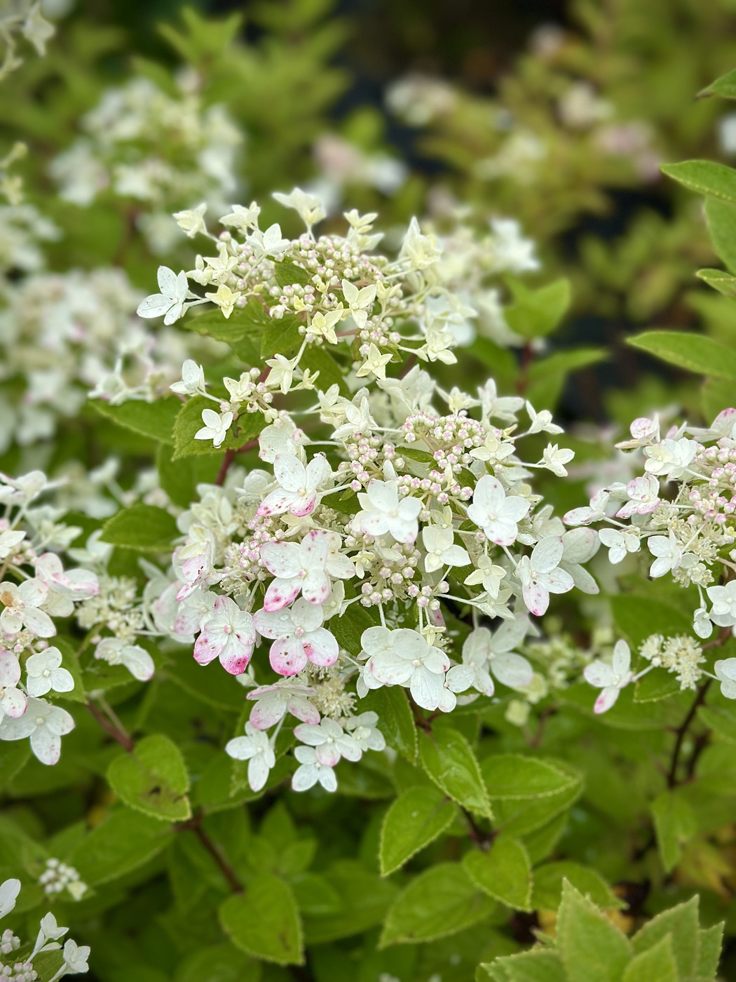 Тач оф Пинк