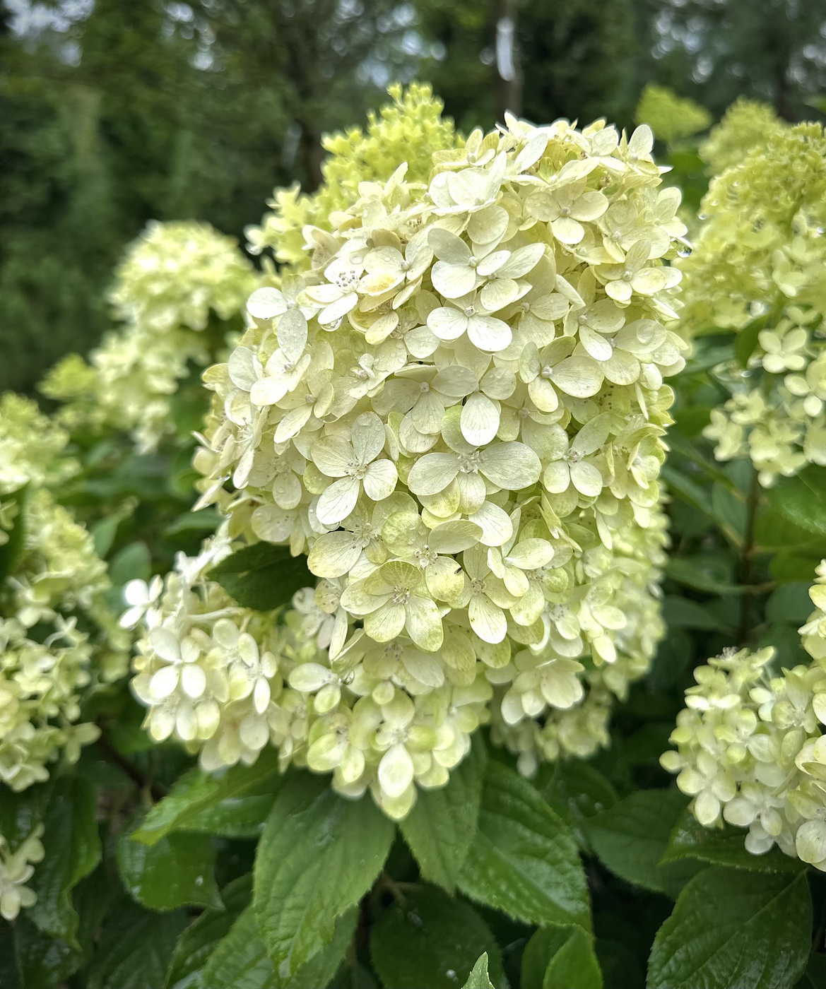 Мэджикал Кэндл