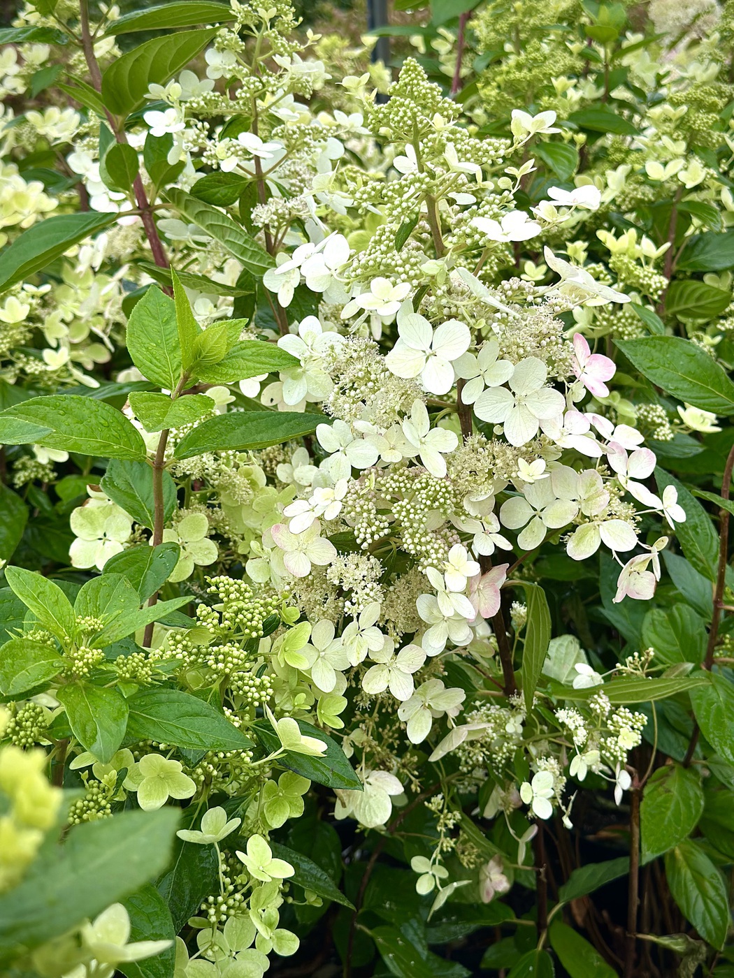 Пастельгрин