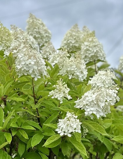 Мэджикал Свит Саммер