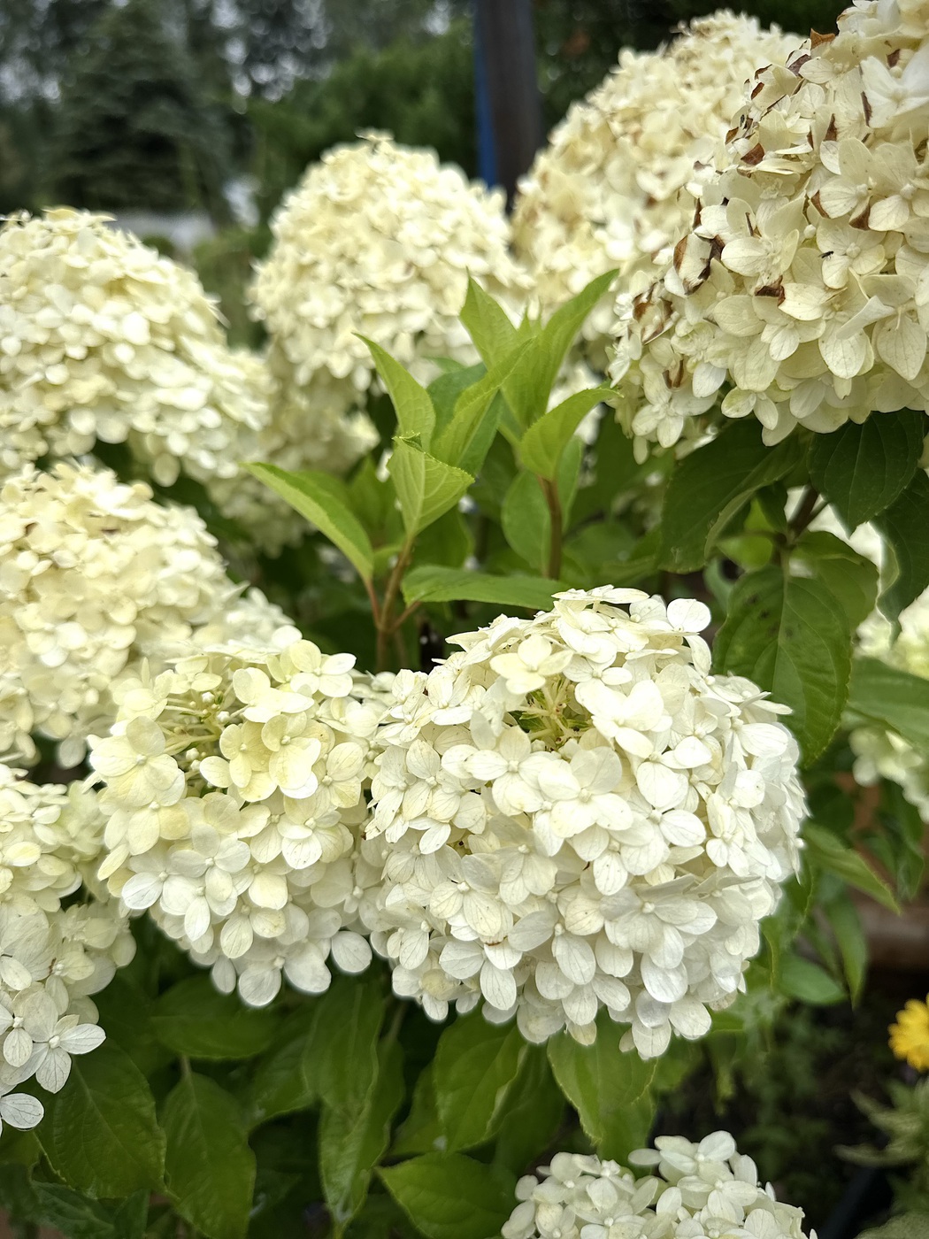 Литтл Фреско