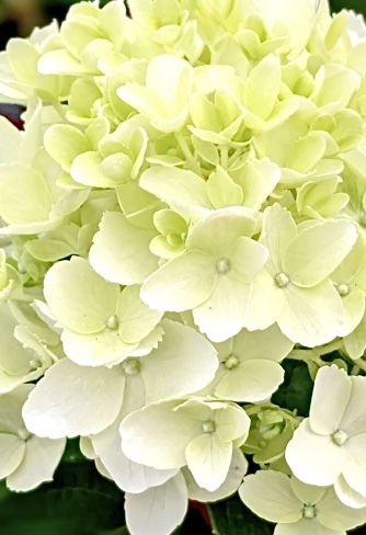 Гарденлайтс Вайтлайт