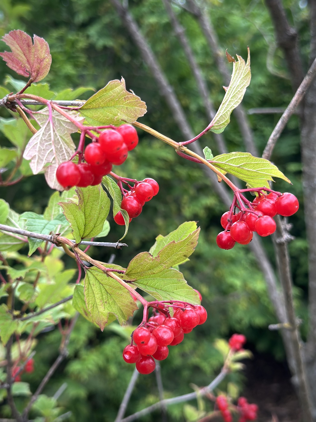 Калина обыкновеннная