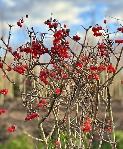 Калина Компактум