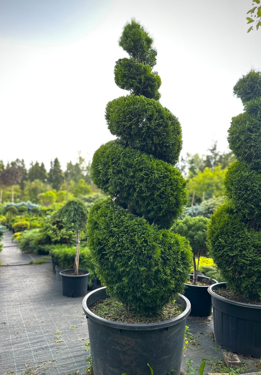 Туя Смарагд формированная