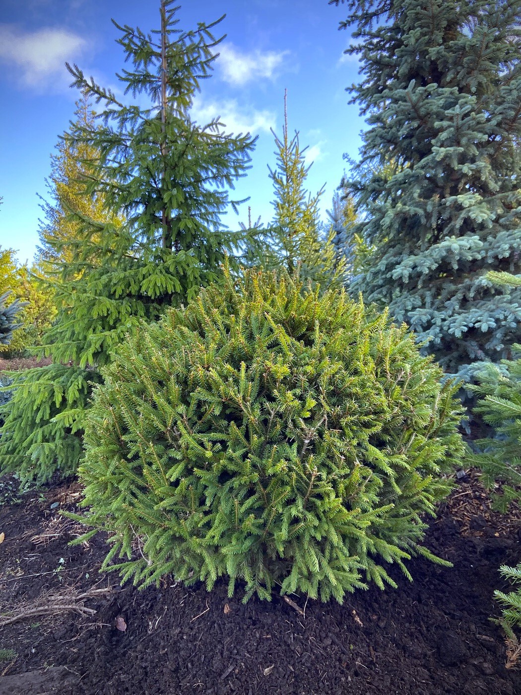 Ель формированная