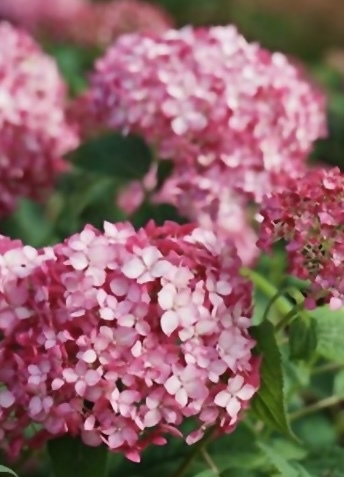 Руби Аннабель