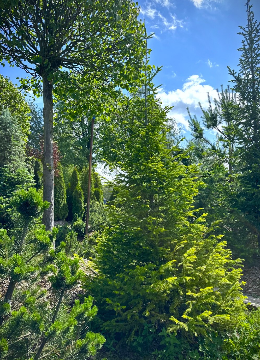 Пихта сибирская