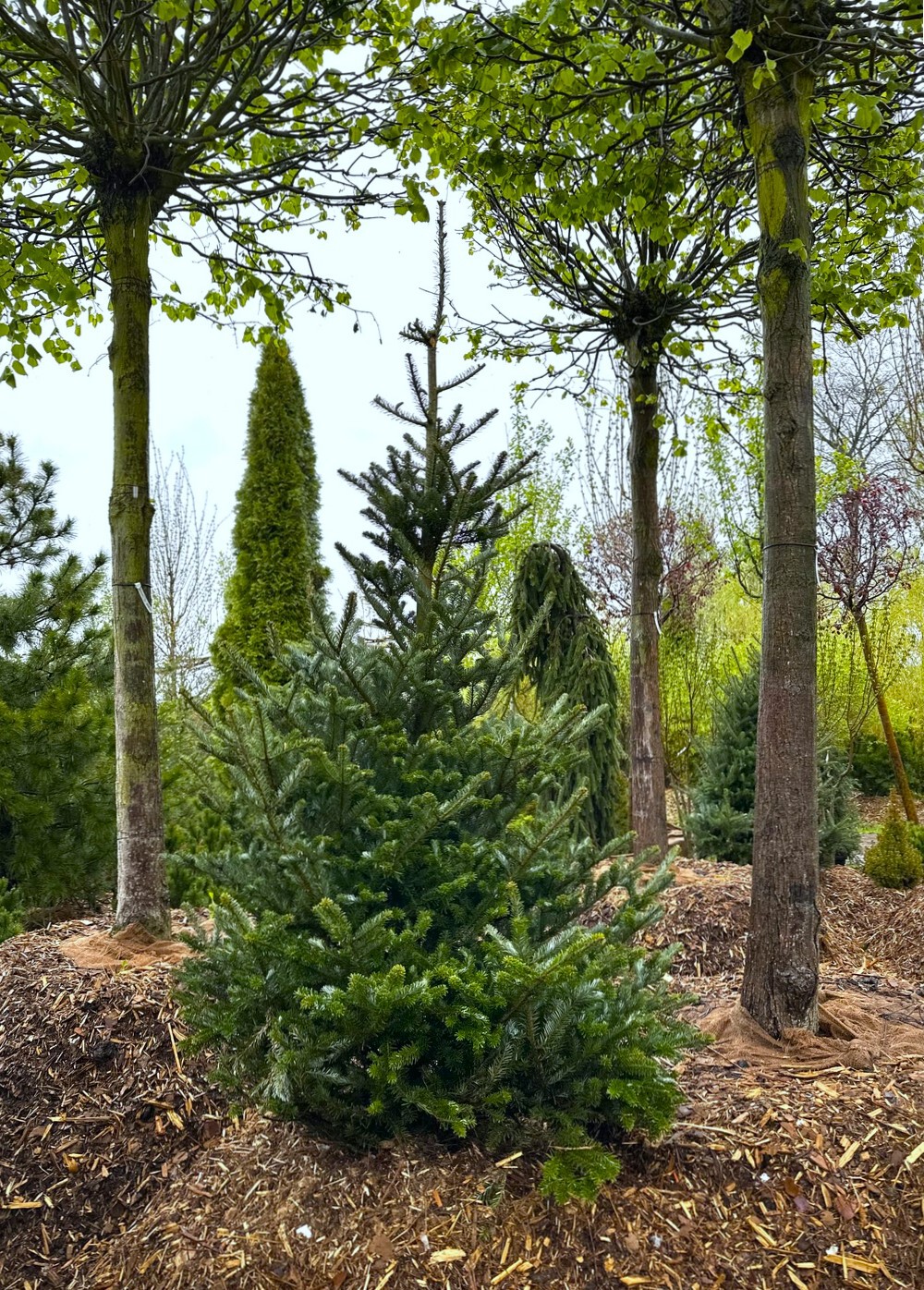 Пихта корейская