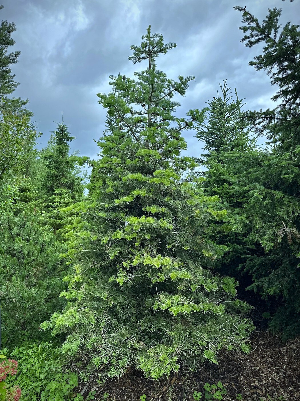Пихта одноцветная