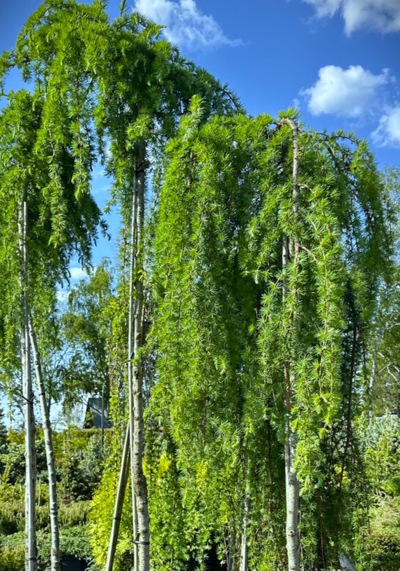 Лиственница европейская