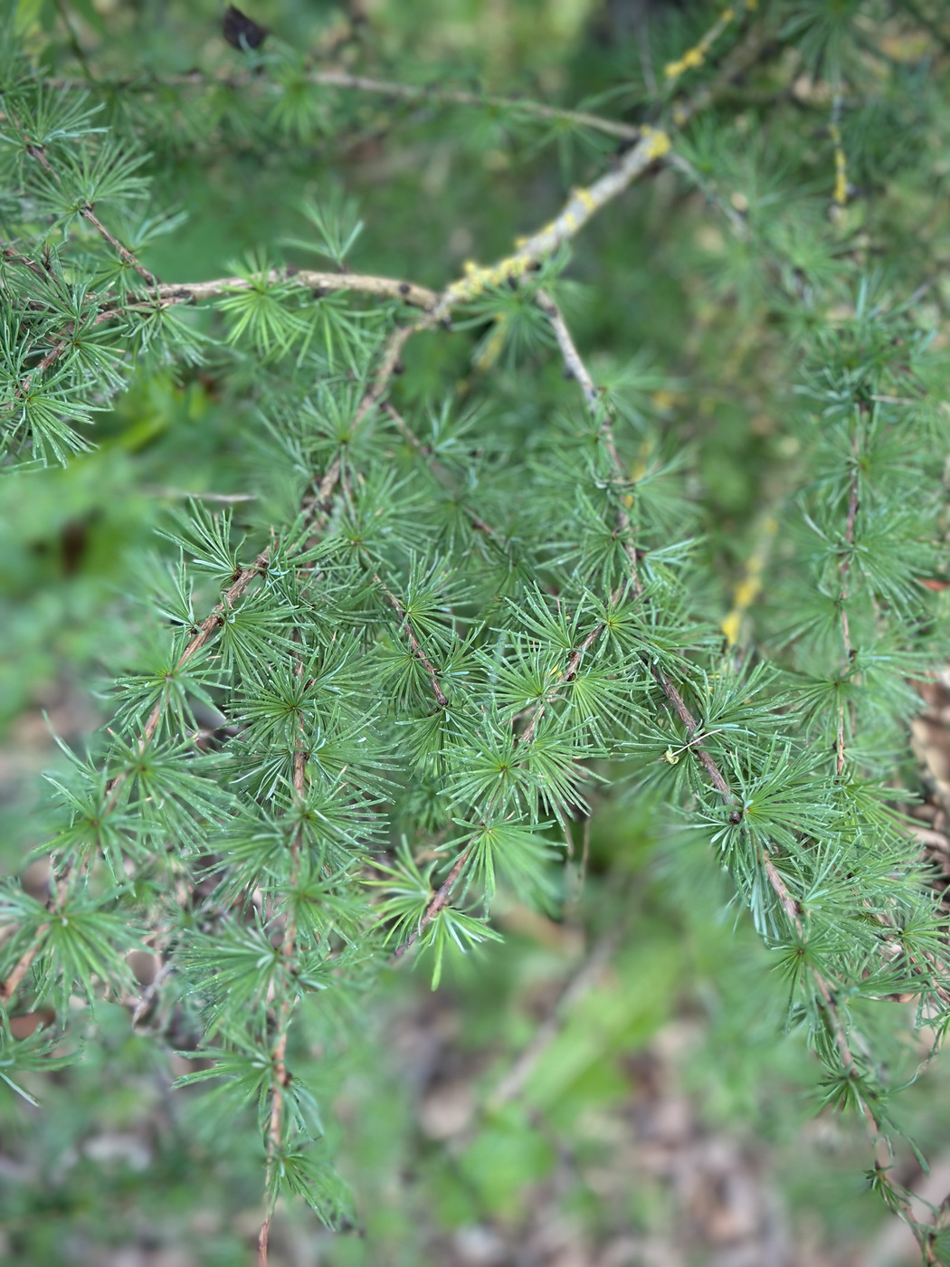 Лиственница Кемпфера