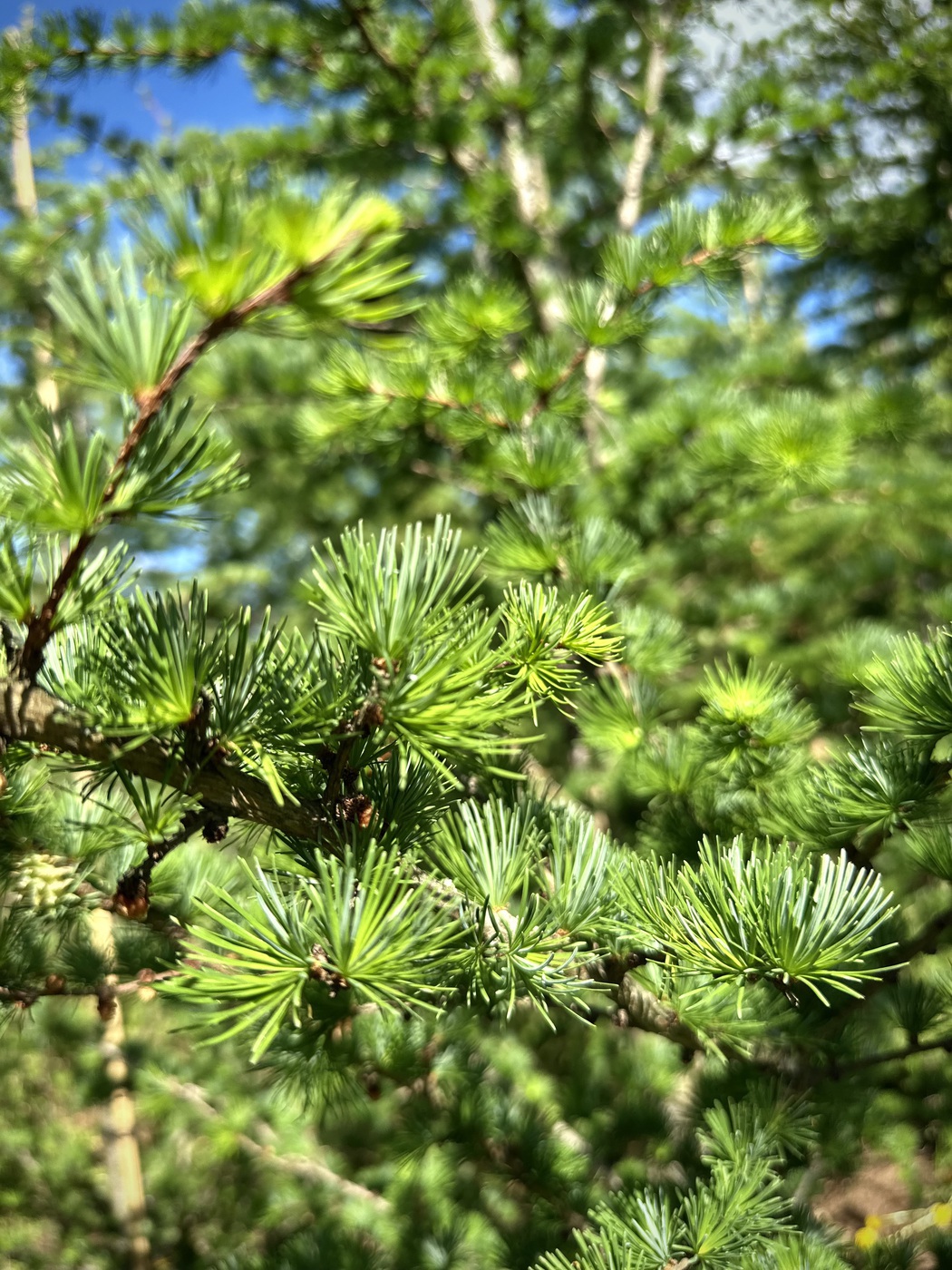 Лиственница Маргилинда