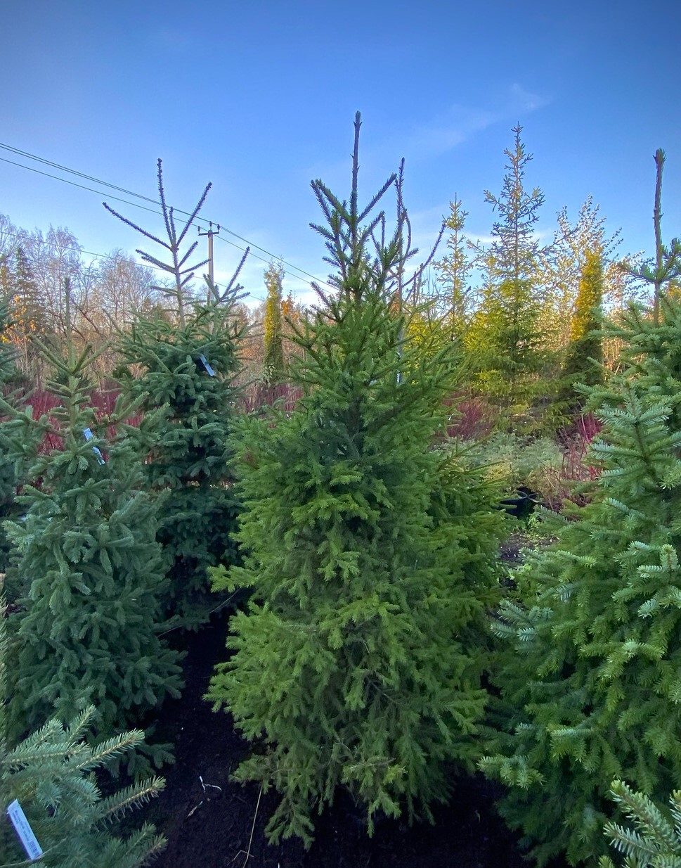 Ель в ассортименте