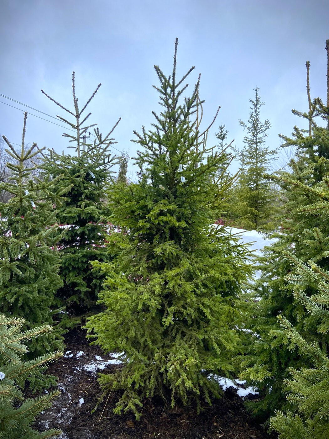 Ель сибирская