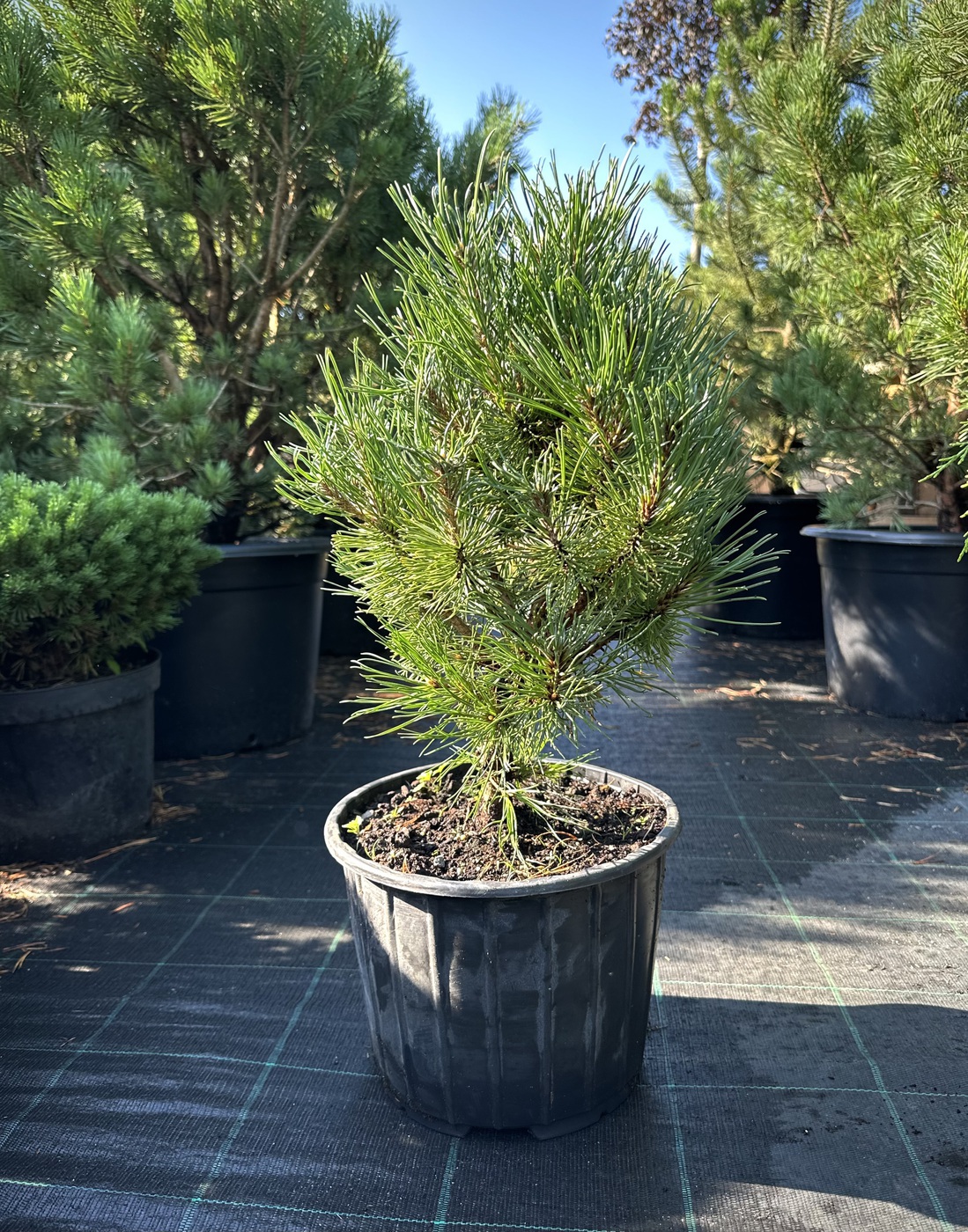 Сосна Винтерсон