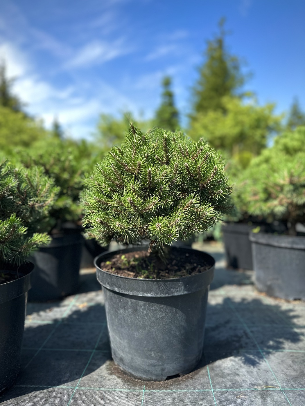 Сосна Хампи