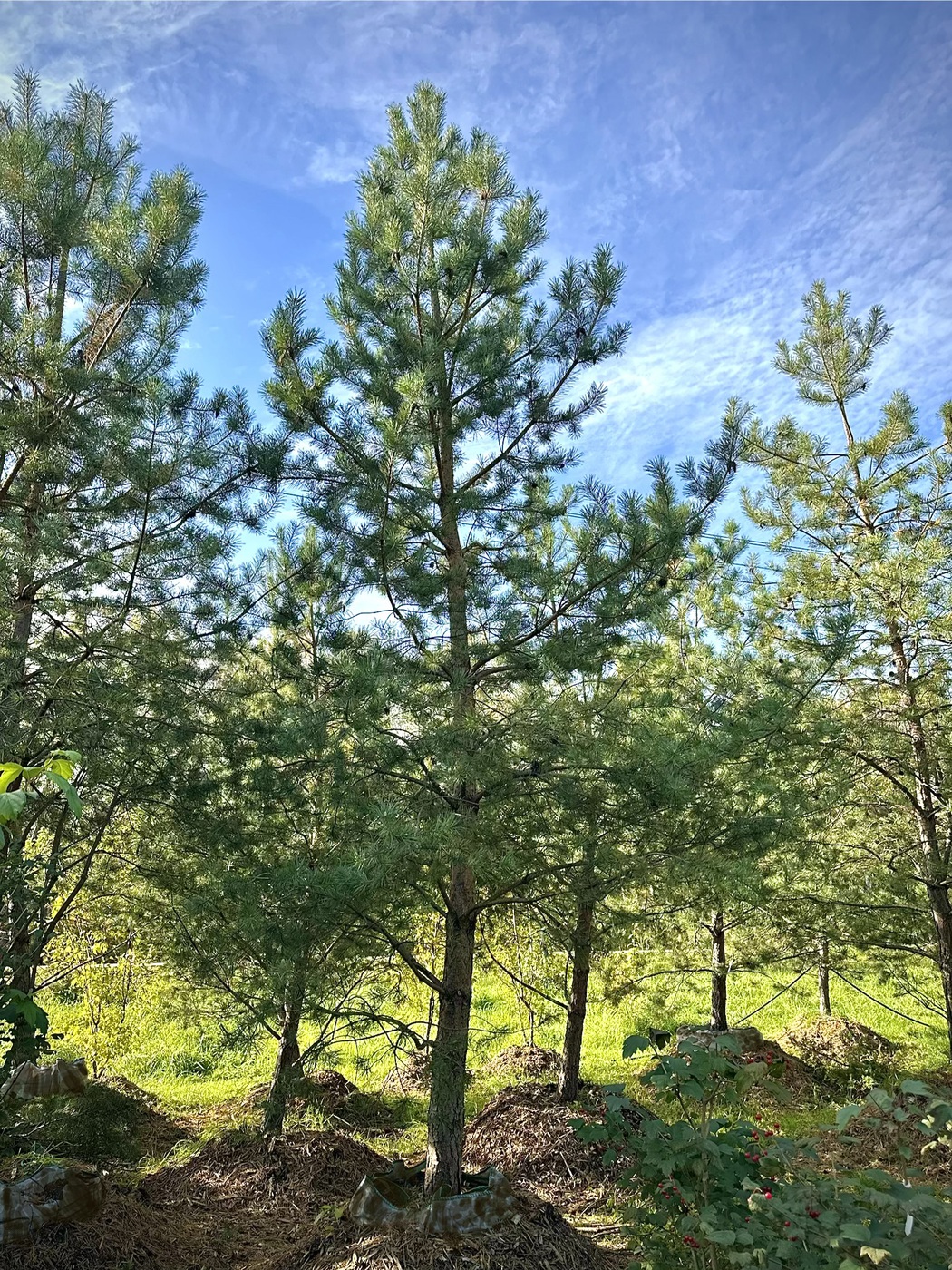 Сосна обыкновенная