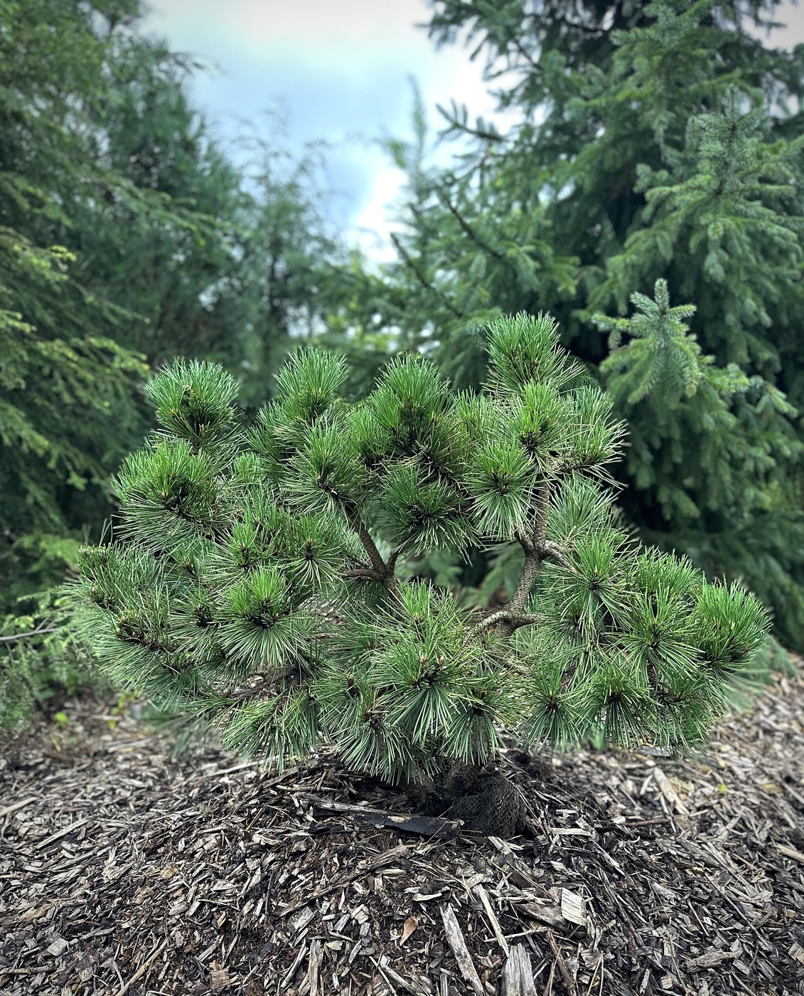 Сосна Хорнибрукиана