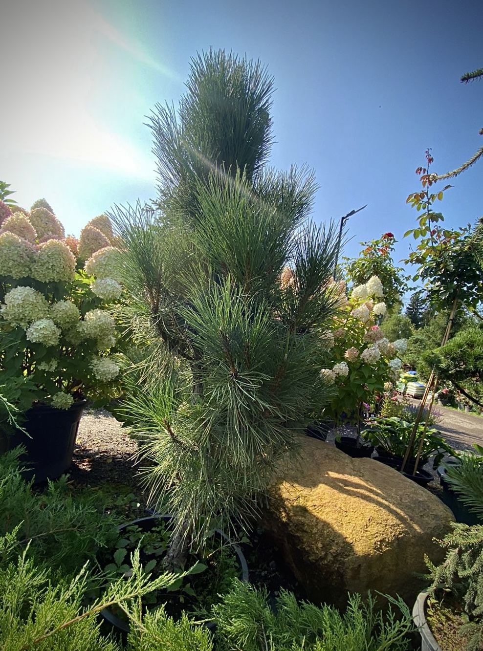 Сосна Пирамидалис