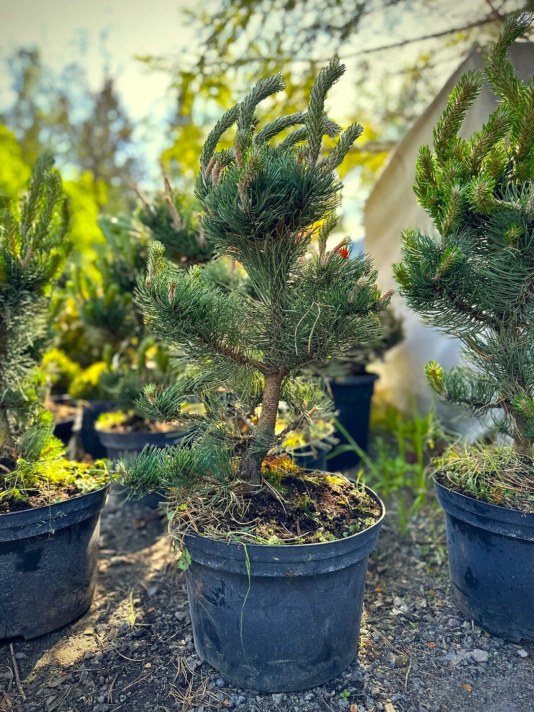 Сосна Орегон Грин