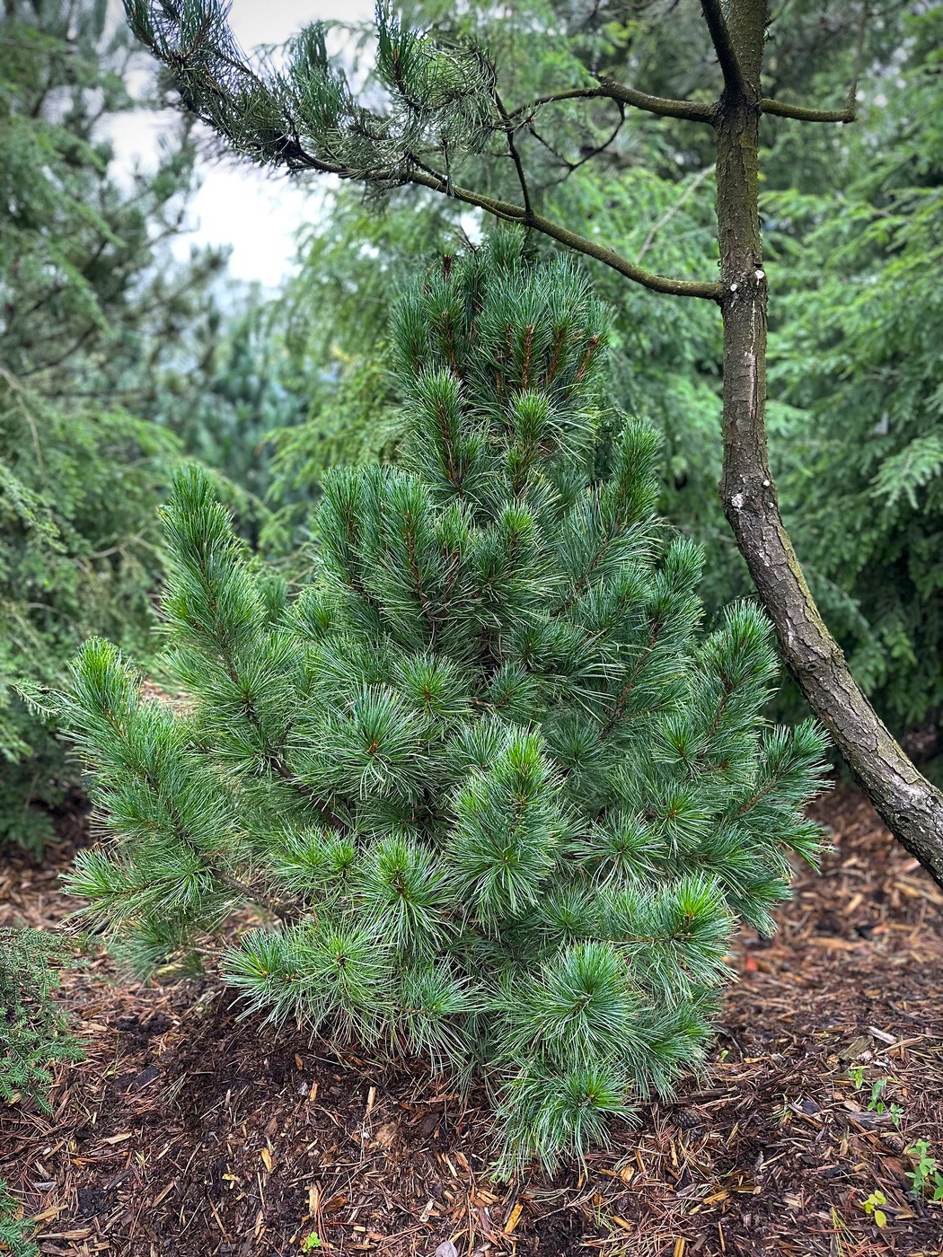 Сосна кедровая европейская