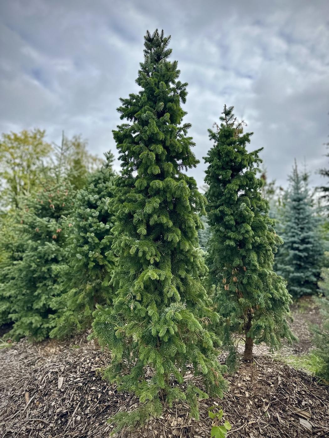 Ель Цукерхут