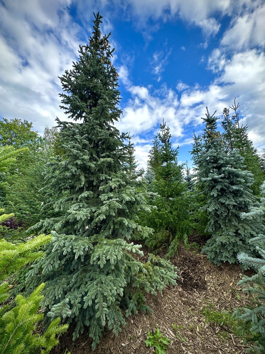 Ель Беби Блю Айс