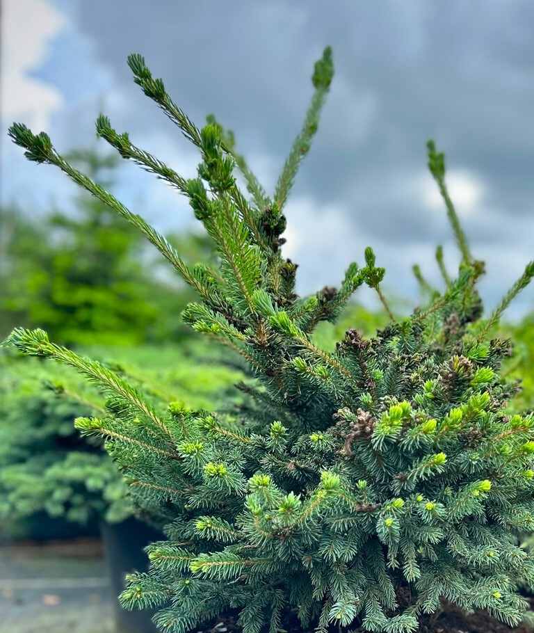 Ель Блю Глоб