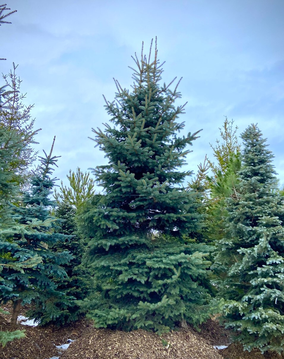Ель колючая