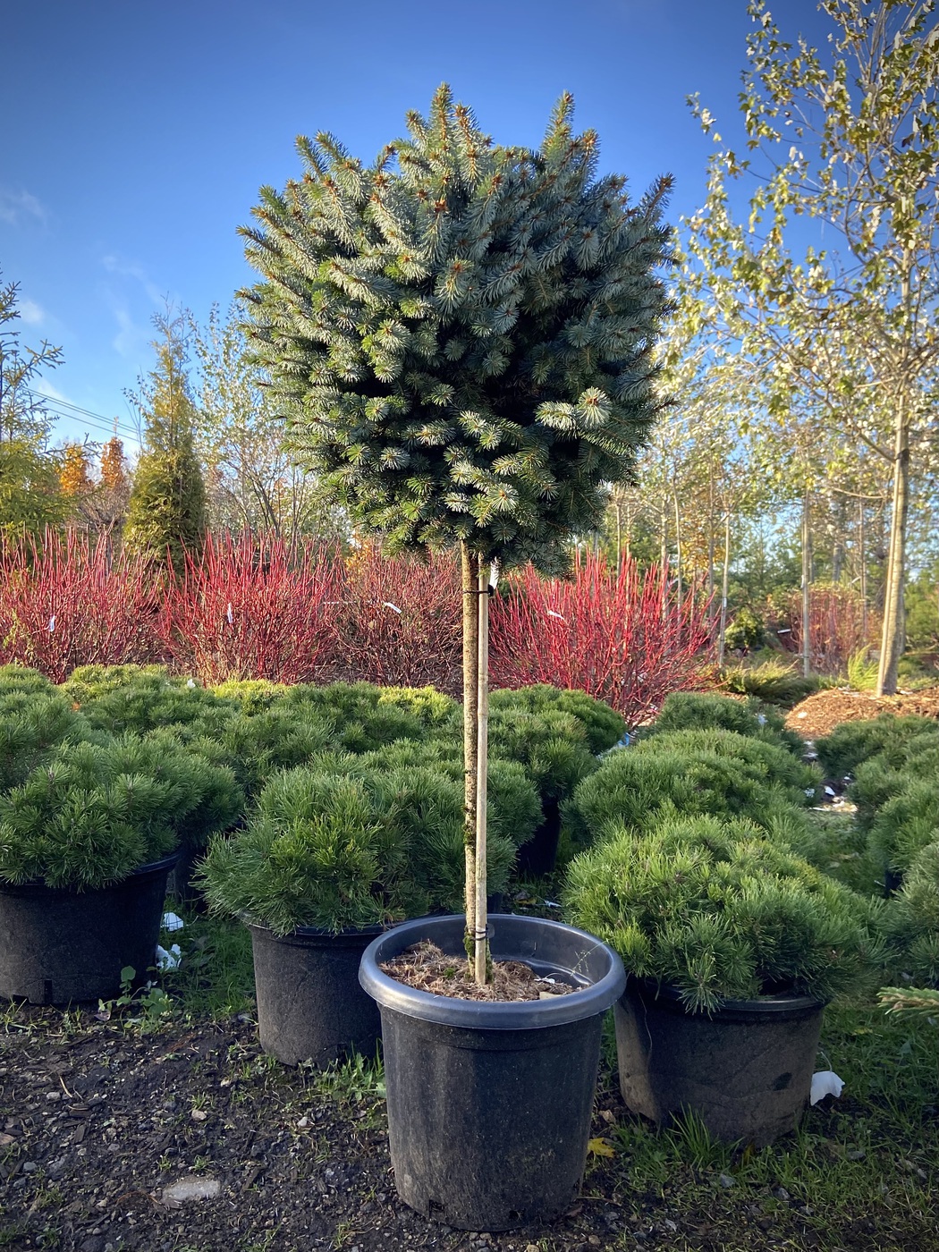 Ель Зильберцверг