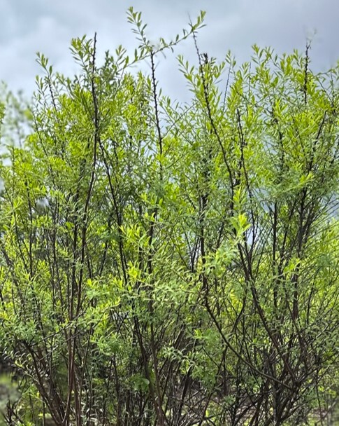 Аргута спирея