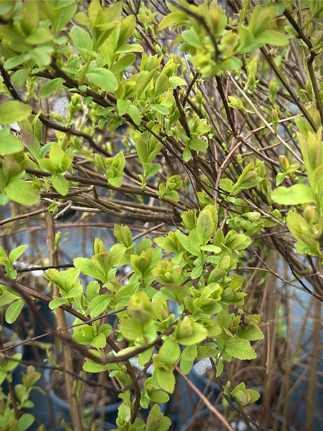 Билларда спирея