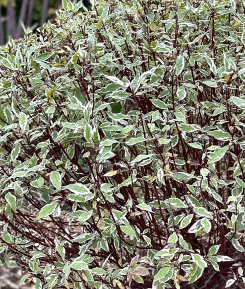 Элегантиссима