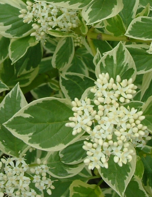 Айвори Хало