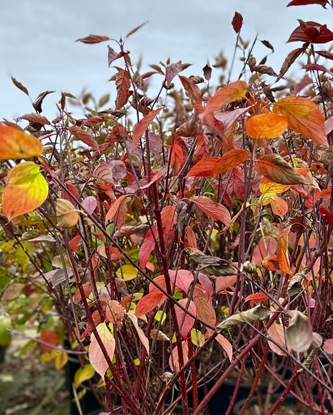 Кессельринги