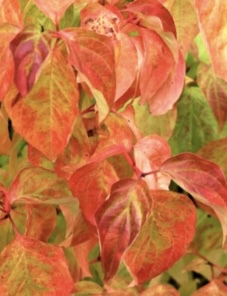 Мидвинтер Файер