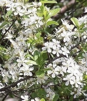 Вишня кустарниковая