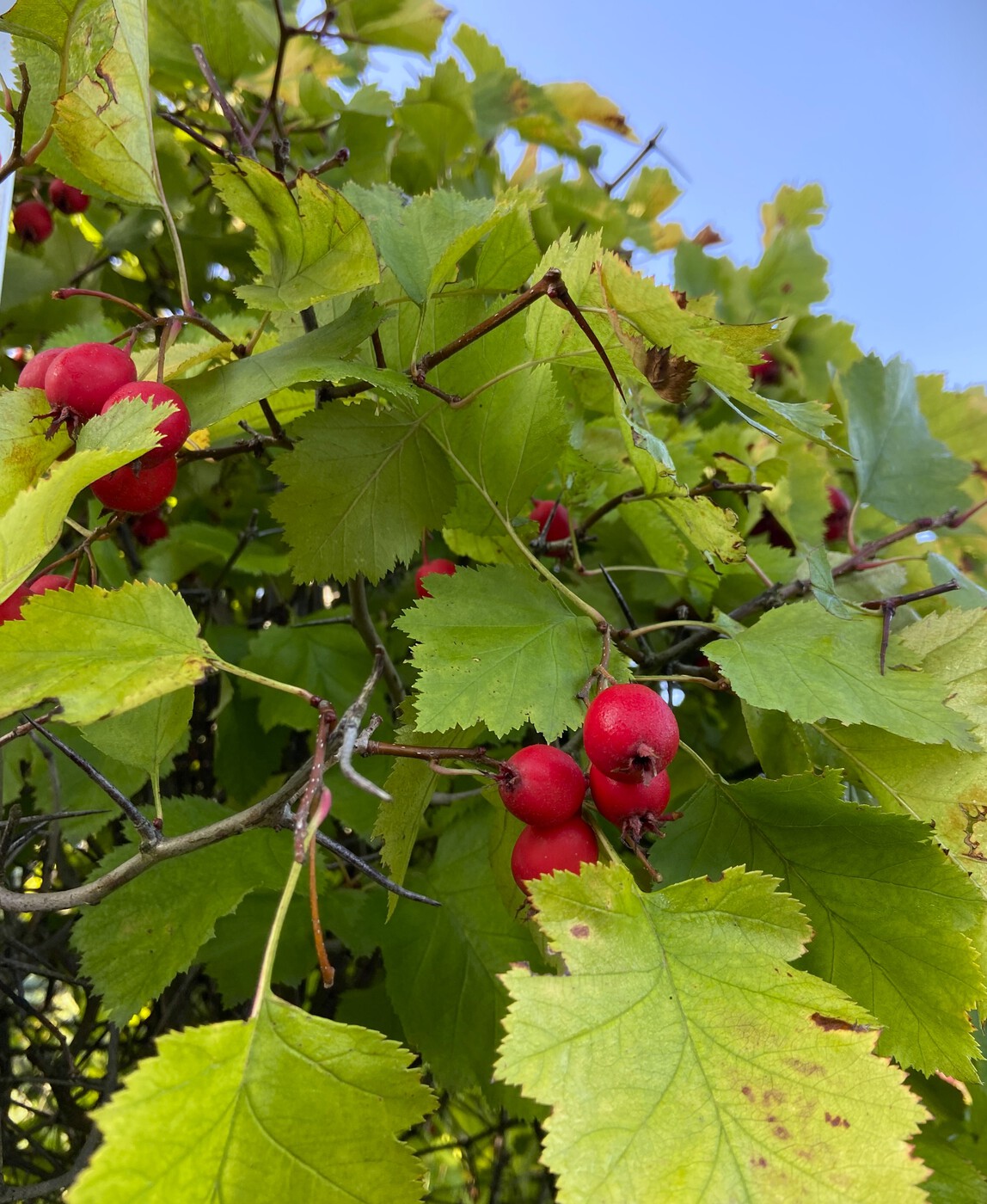 Мягковатый