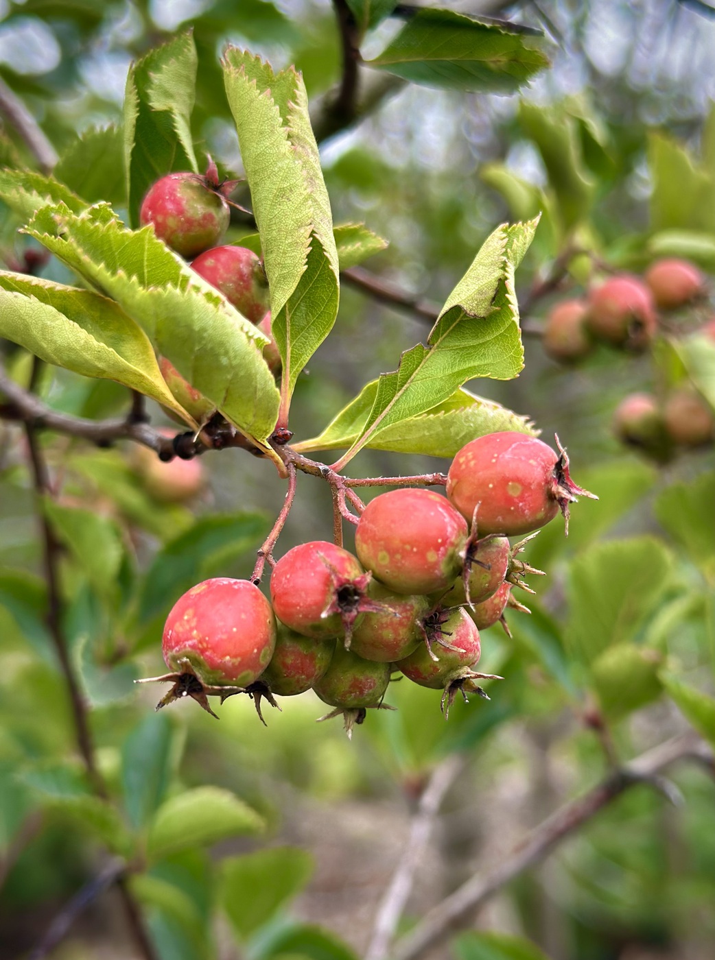 Сливолистный