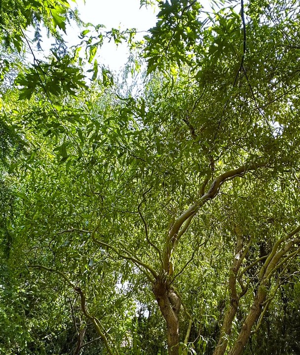 Ива Извилистая