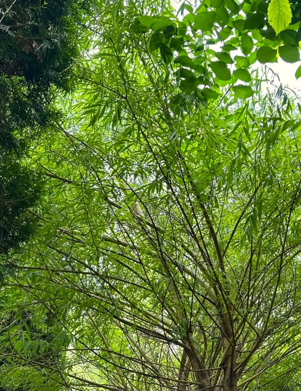 Ива Плакучая