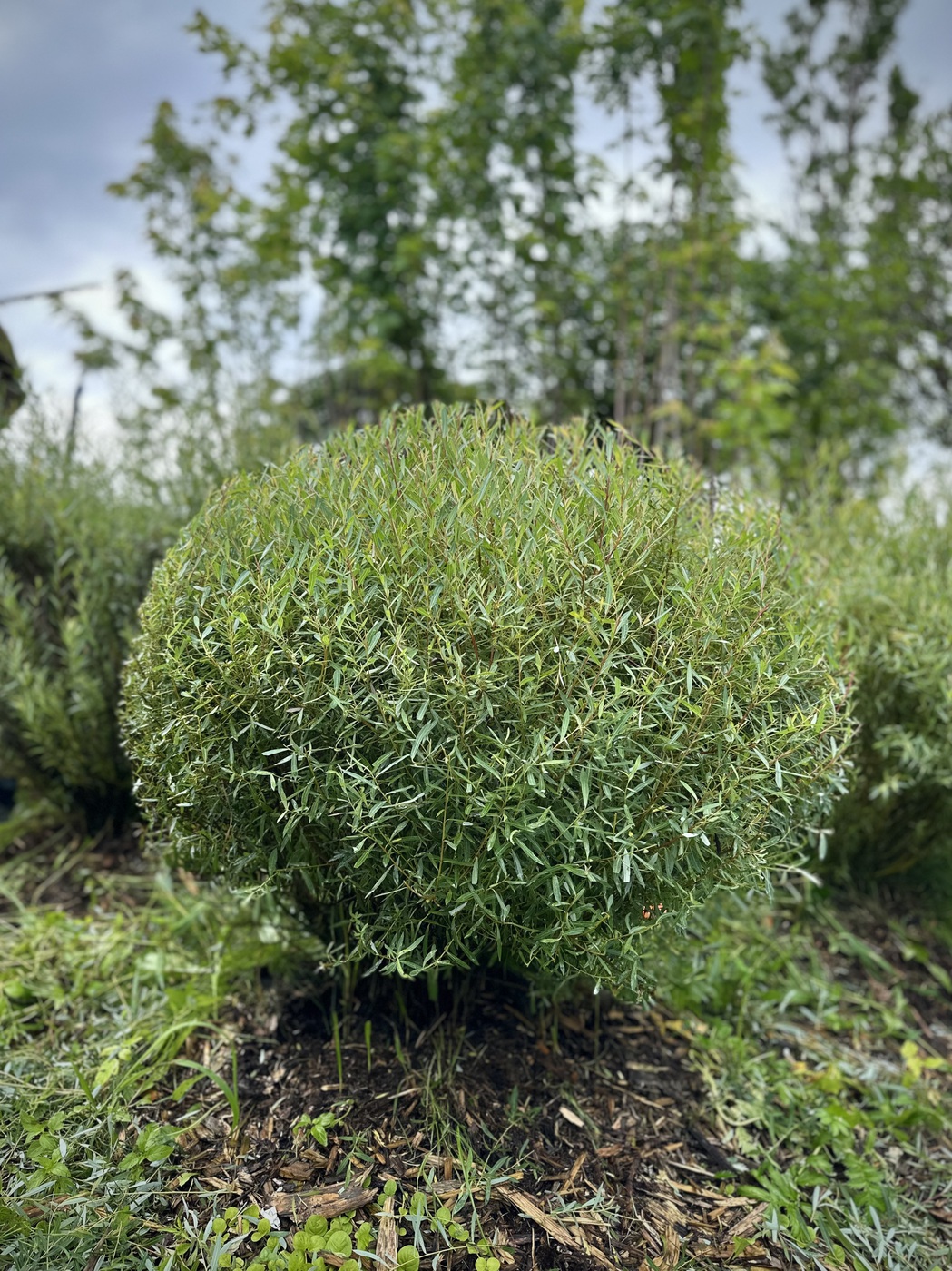 Ива Пурпурная