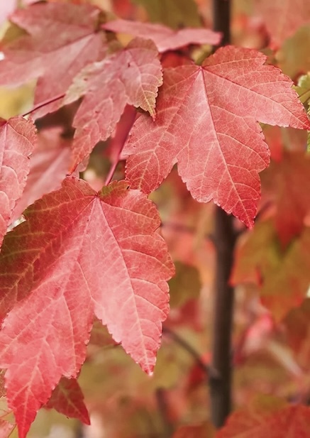 Клен красный